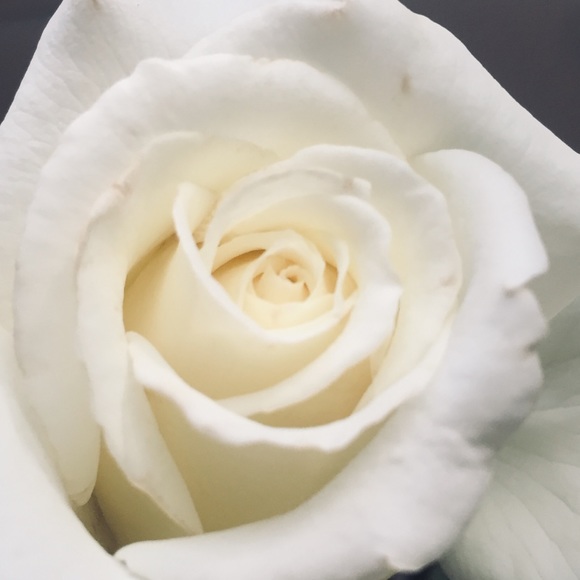 Meet your Posher, Mackenzie - Picture 1 of 1